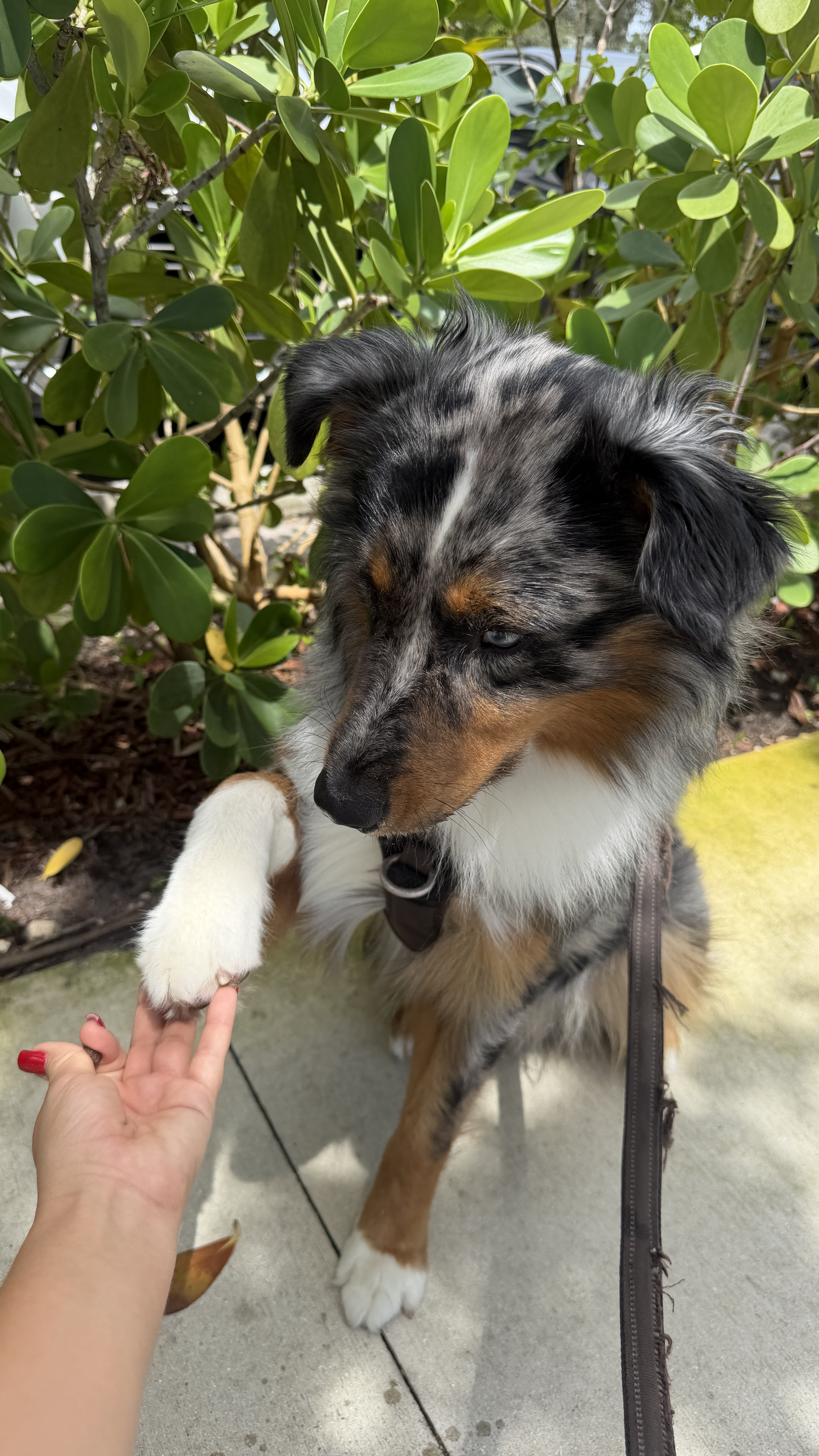 Julia, owner of Princess Dog Walker